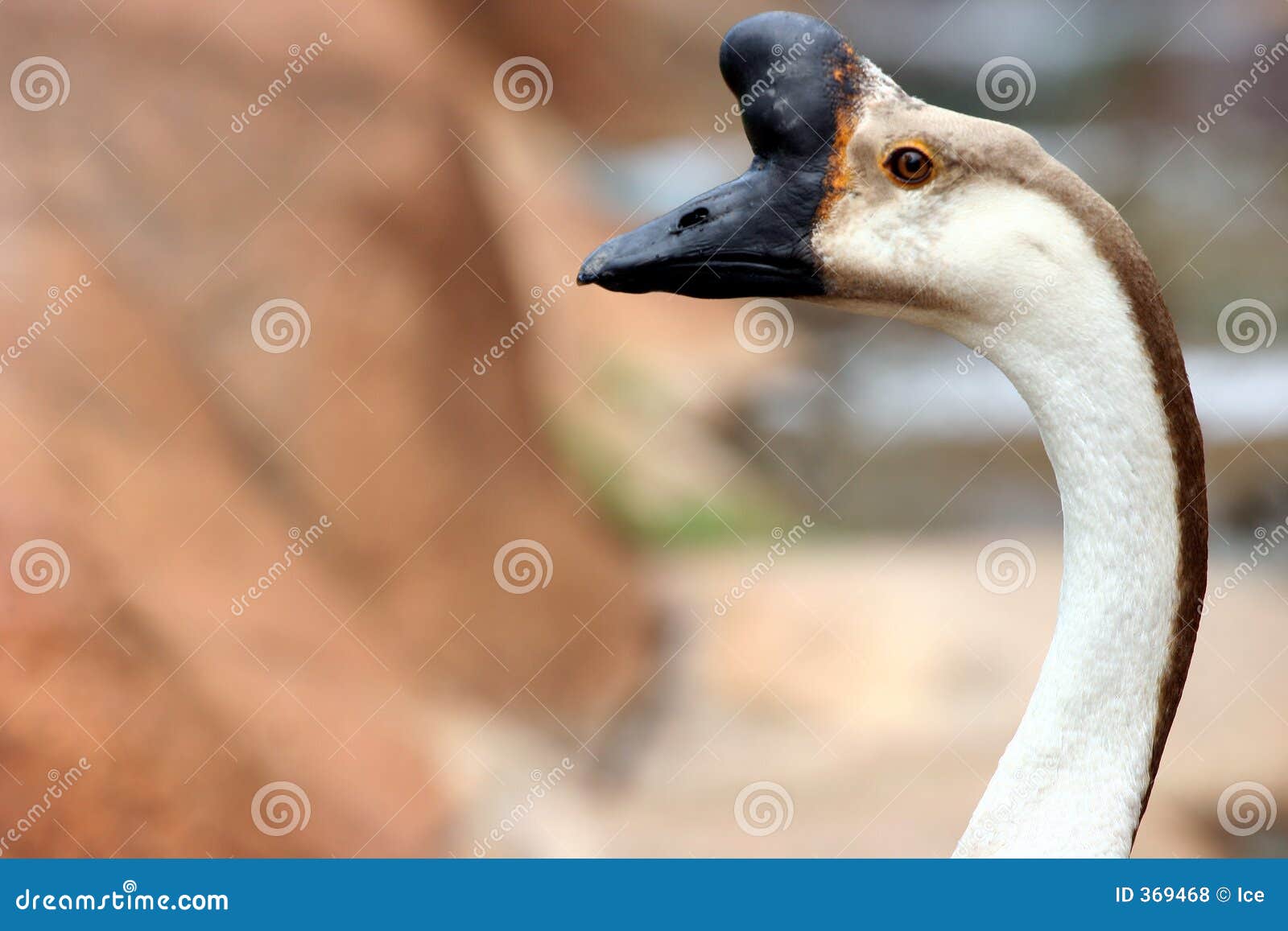 1,576 Weird Animals Stock Photos - Free & Royalty-Free Stock Photos from Dreamstime 1,576 Weird Animals Stock Photos - Free & Royalty-Free Stock Photos from Dreamstime