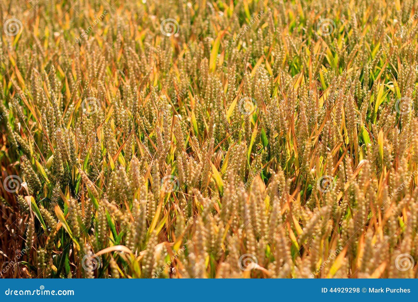 Weizen-Ernte-Feld. Schließen Sie oben von der Weizenfeldlandwirtschaftlichen kultur in der ländlichen Landschaft vor Ernte, warmen Farben und Detail