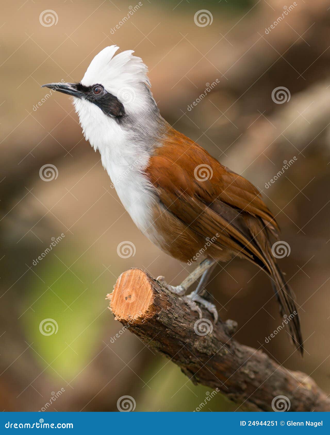 Weiß-mit Haube lachende Drossel (Garrulax leucolophus) hockte auf Zweig