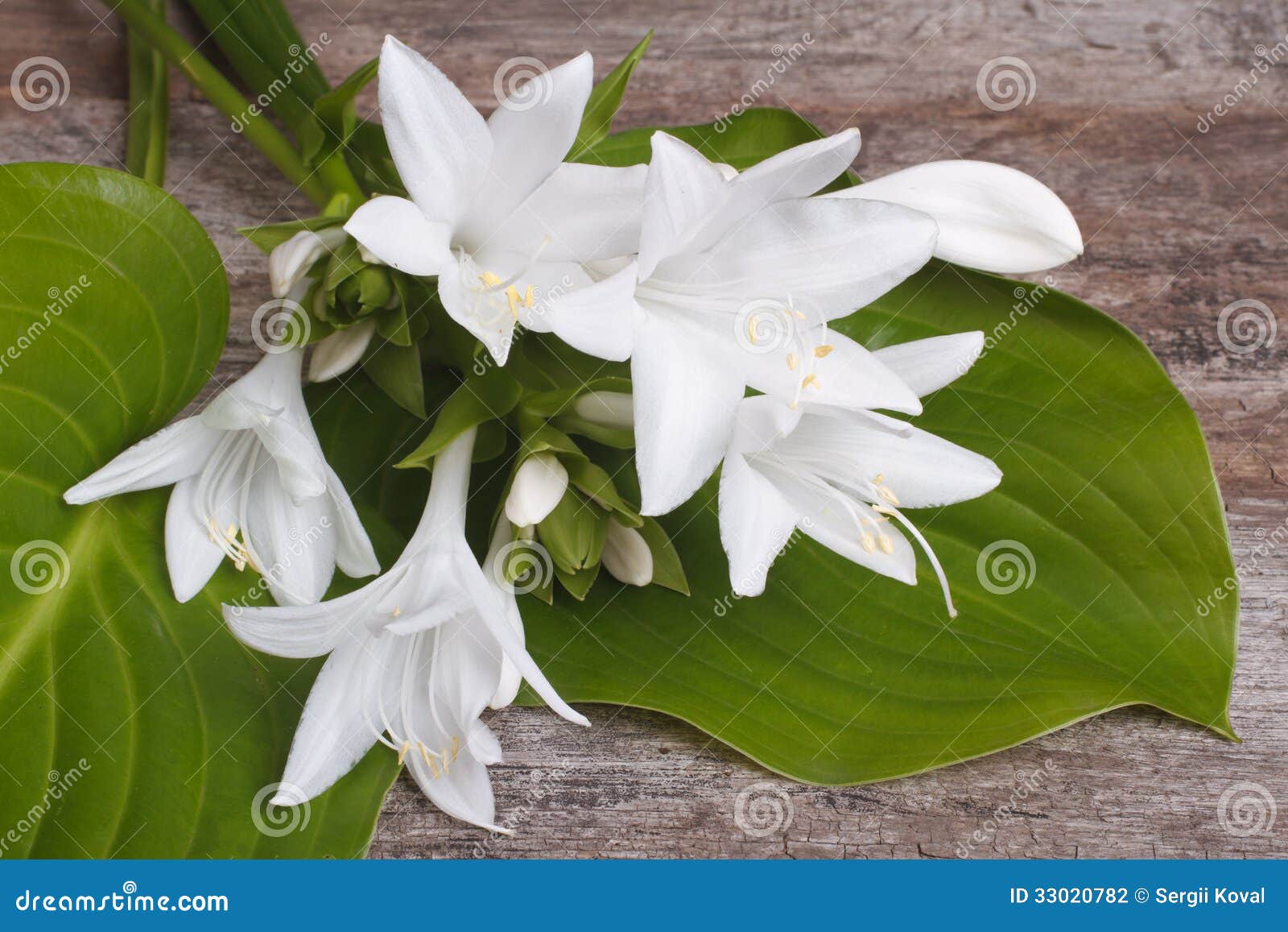 Weiße Blumen und Blätter Hosta auf einem hölzernen. Weiße Blumen und Blätter Hosta auf einem Holztisch