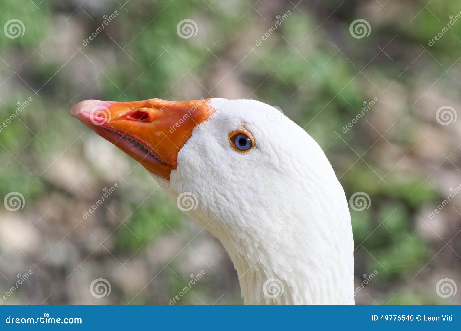 Weiße Ente stockfoto. Bild von kopf, porträt, gans, haustier 49776540