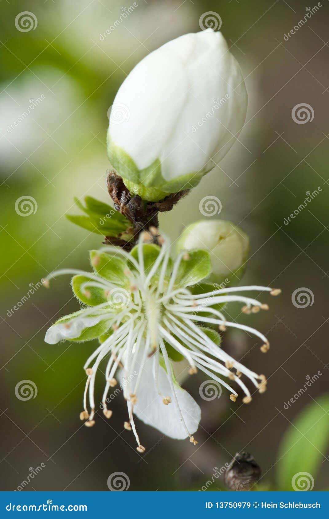 Weiße Frühlingsblüte. Schließen Sie herauf den Makrotypen, der von der weißen Frühlingsblüte, mit grünem und braunem Hintergrund unscharf geschossen wird