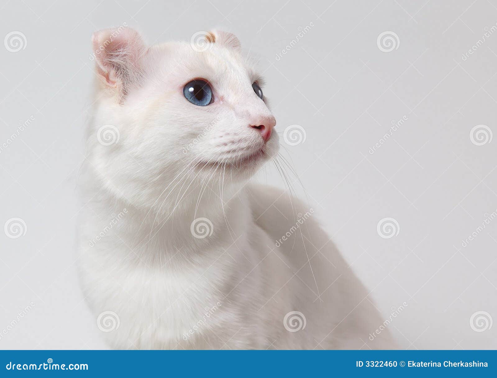 Weiße Katze Mit Blauen Augen Stockfoto Bild von entzückend, pelz 3322460