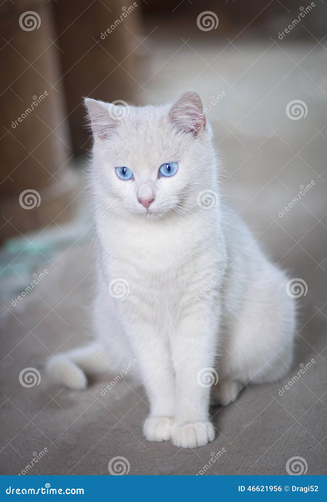 Weiße Katze Mit Blauen Augen Stockfoto Bild von hintergrund, miezekatze 46621956
