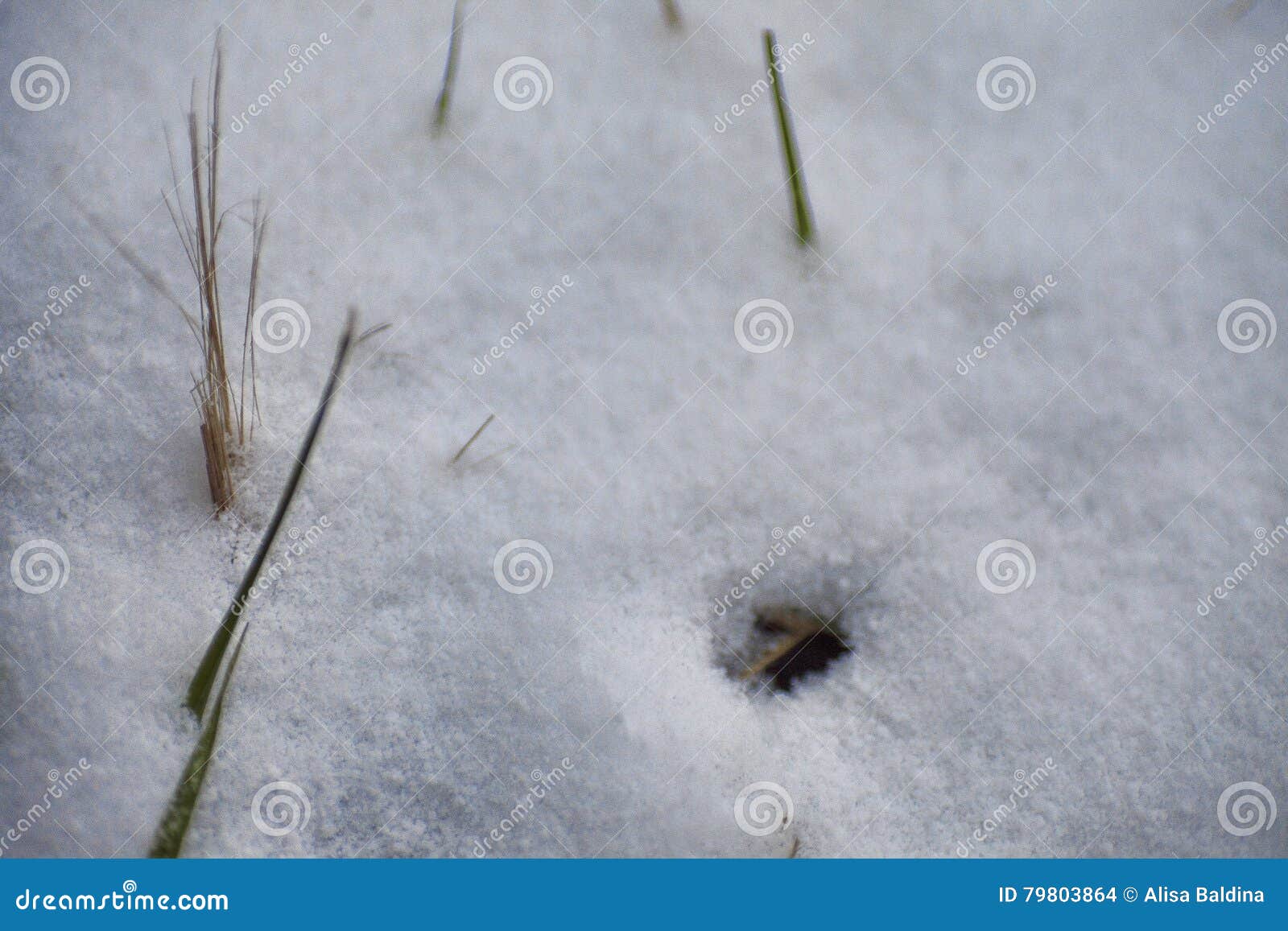 Weiße Schneeflocken auf einem blauen Hintergrund Schnee, Gras, usw. Winter Natur in Moskau fotografierend Fotos von Winterhintergründen für Design