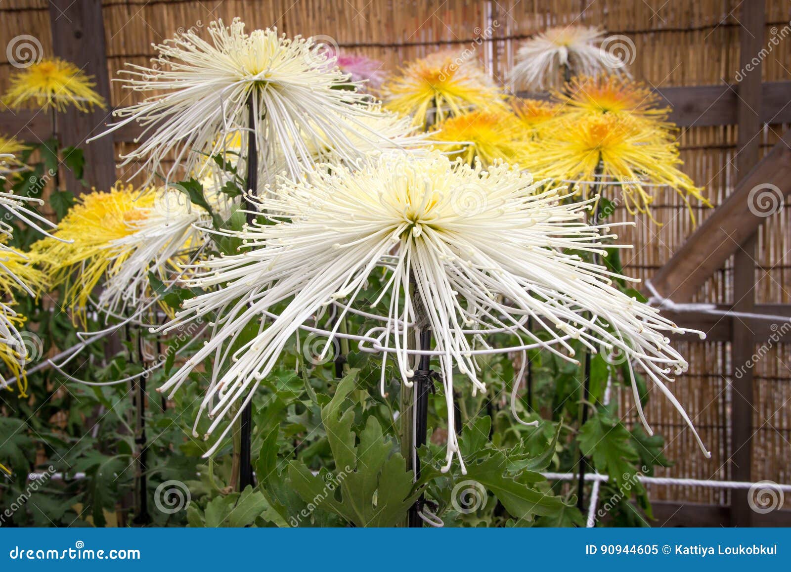 Weiße Spinne Chrysantheme Im Garten Stockbild Bild von blume, asien