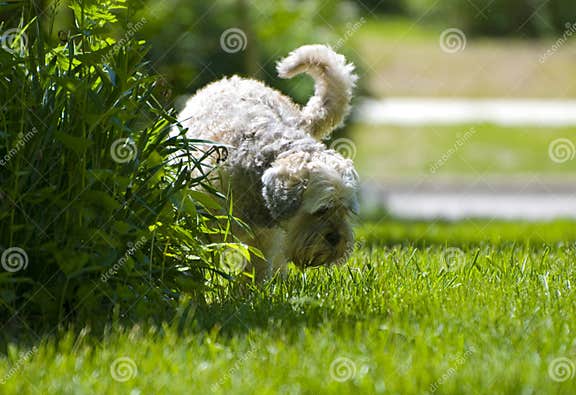 Weißer Hund, Der Auf Anlagen Uriniert Stockfoto Bild von park, haarig