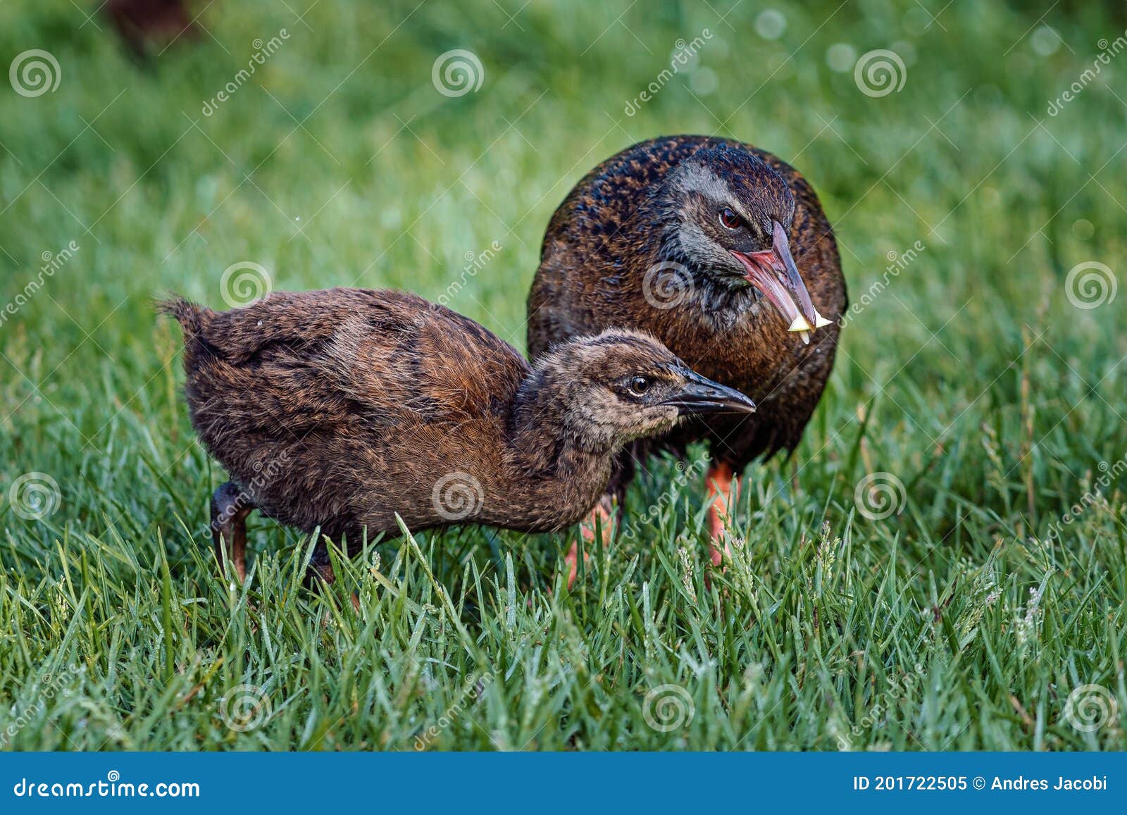Weka Bird Feeding Its Baby. Close Up Capture Stock Image Image of