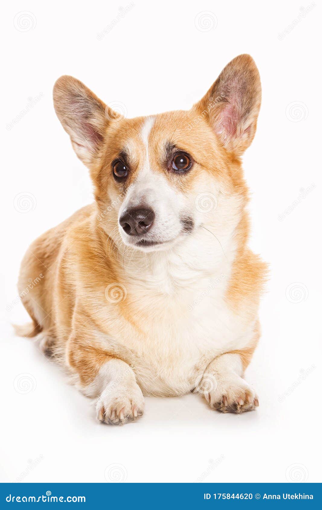 Rudy Corgi