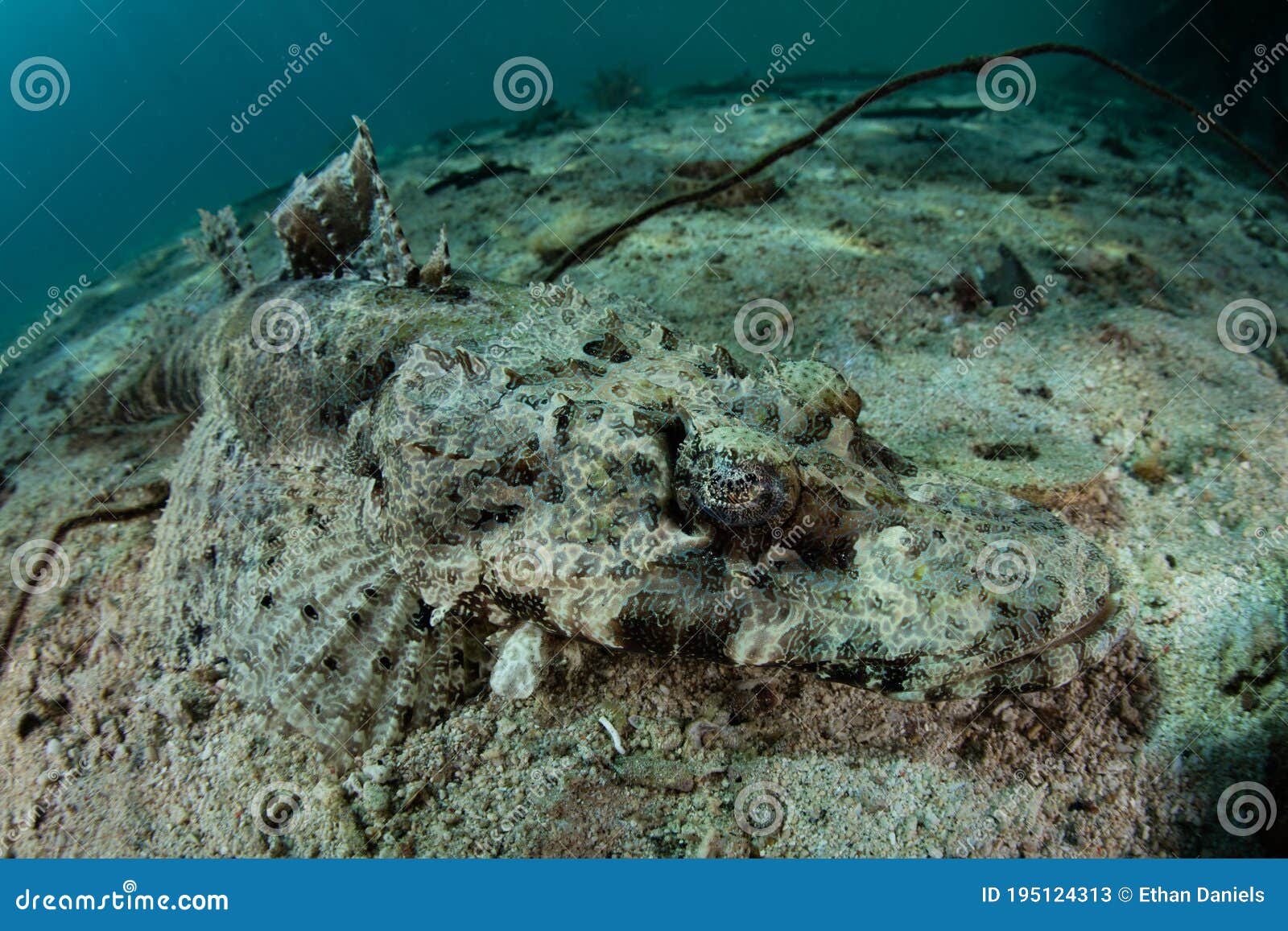 well-camouflaged crocodilefish on seafloor in indonesia