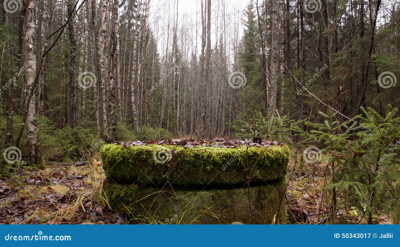 Well in a forest stock image. Image of covered, pine 50343017