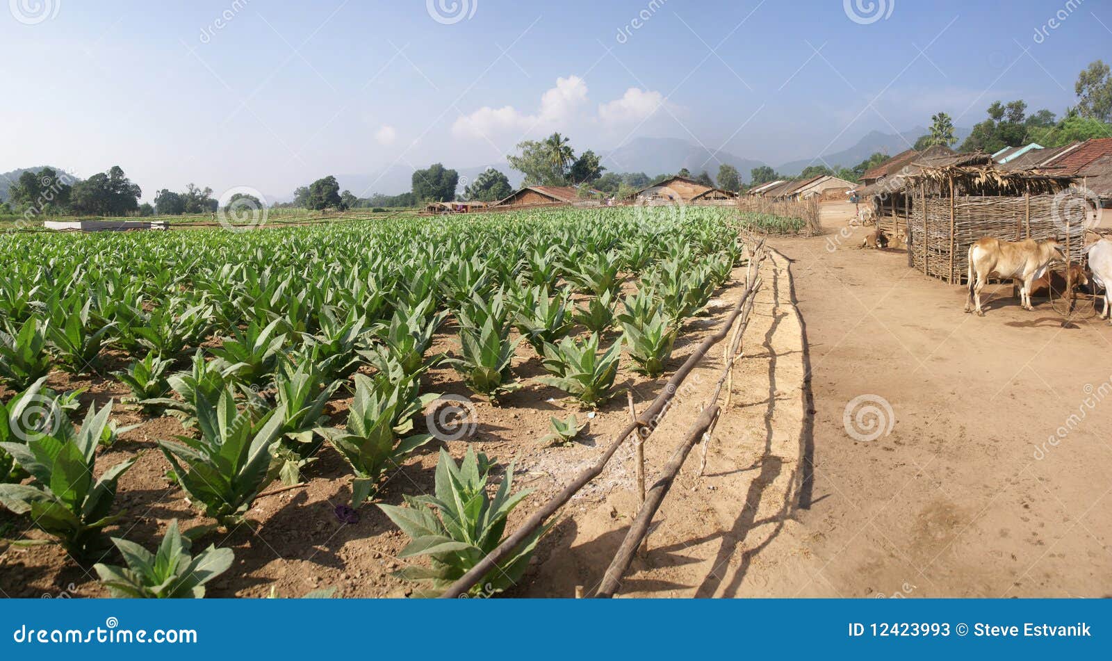Well Tended Tobacco Field Stock Image Image Of Farm 12423993 well-tended-tobacco-field-stock-image-image-of-farm-12423993