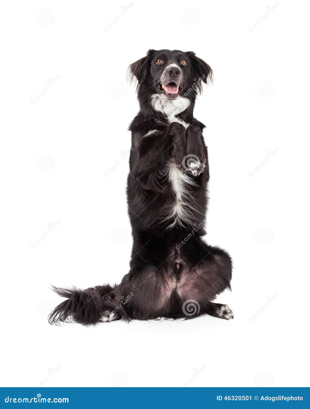 well trained border collie mix breed dog begging - extracted