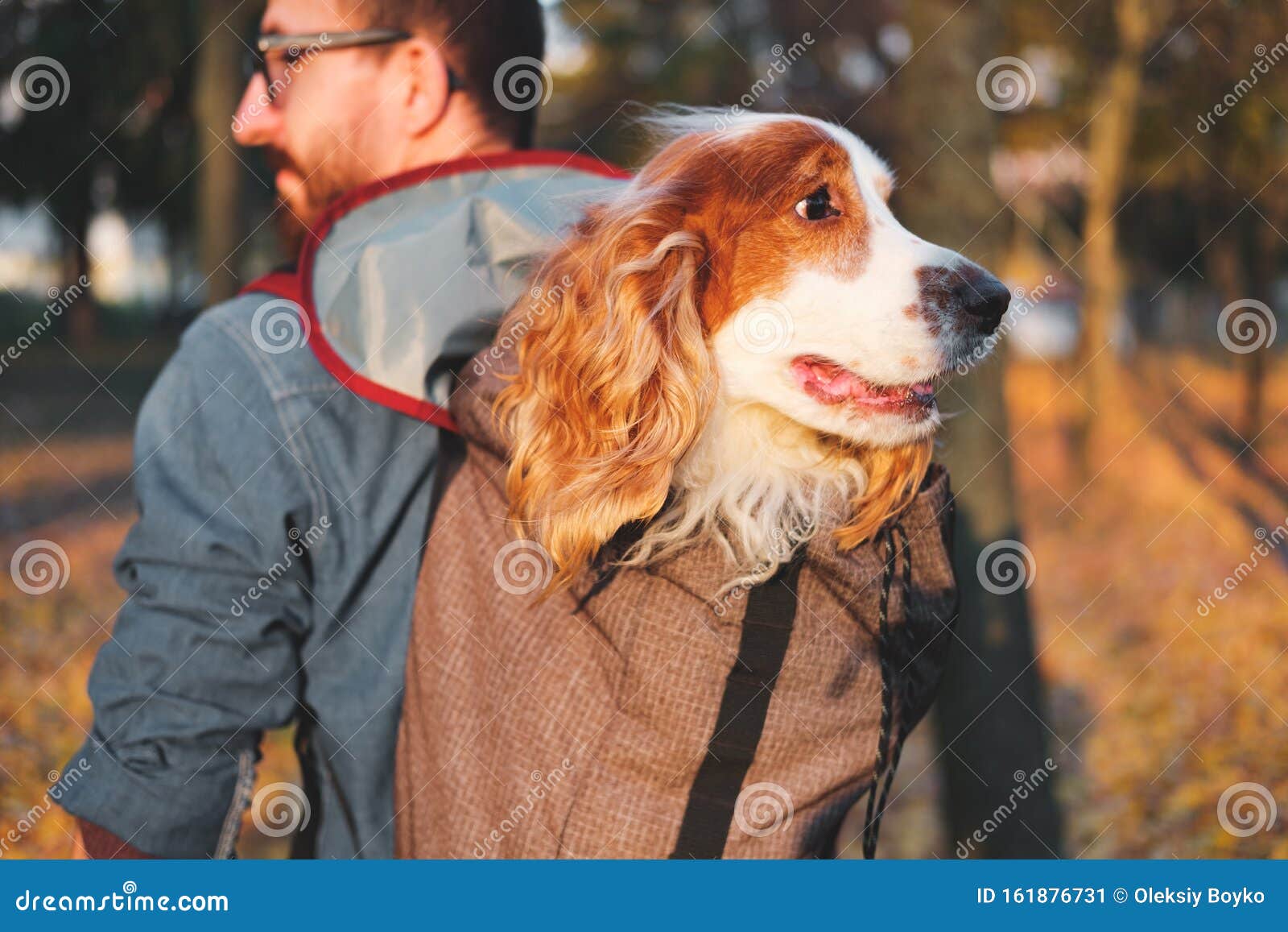 Well Trained Cocker Spaniel Sits in a Backpack. Stock Image Image of