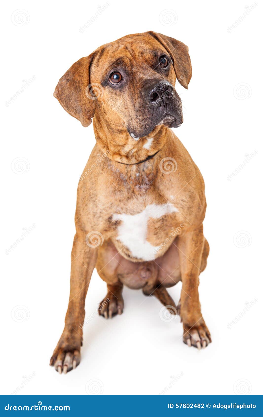Well Trained Large Mixed Breed Dog Sitting Stock Photo Image 57802482
