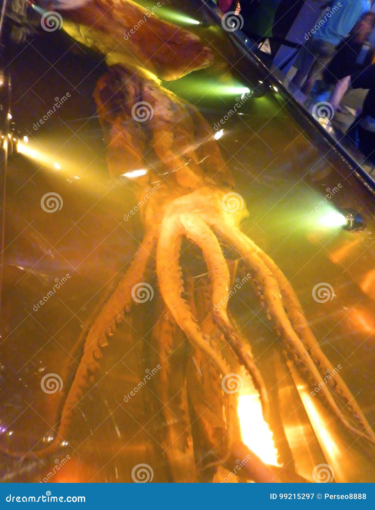 colossal squid display