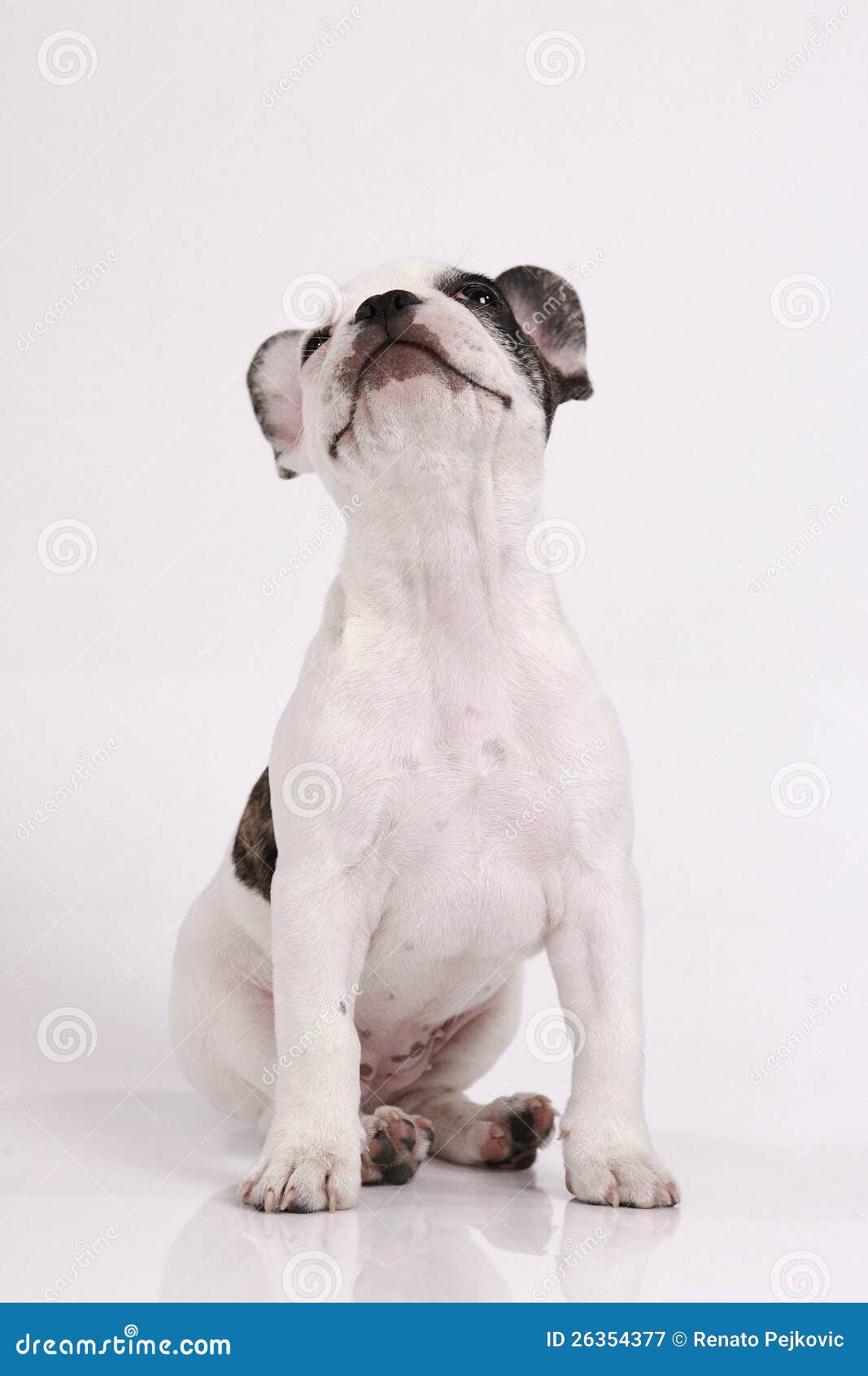 Welpe der französischen Bulldogge, 3 Monate alte, sitzend vor weißem Hintergrund