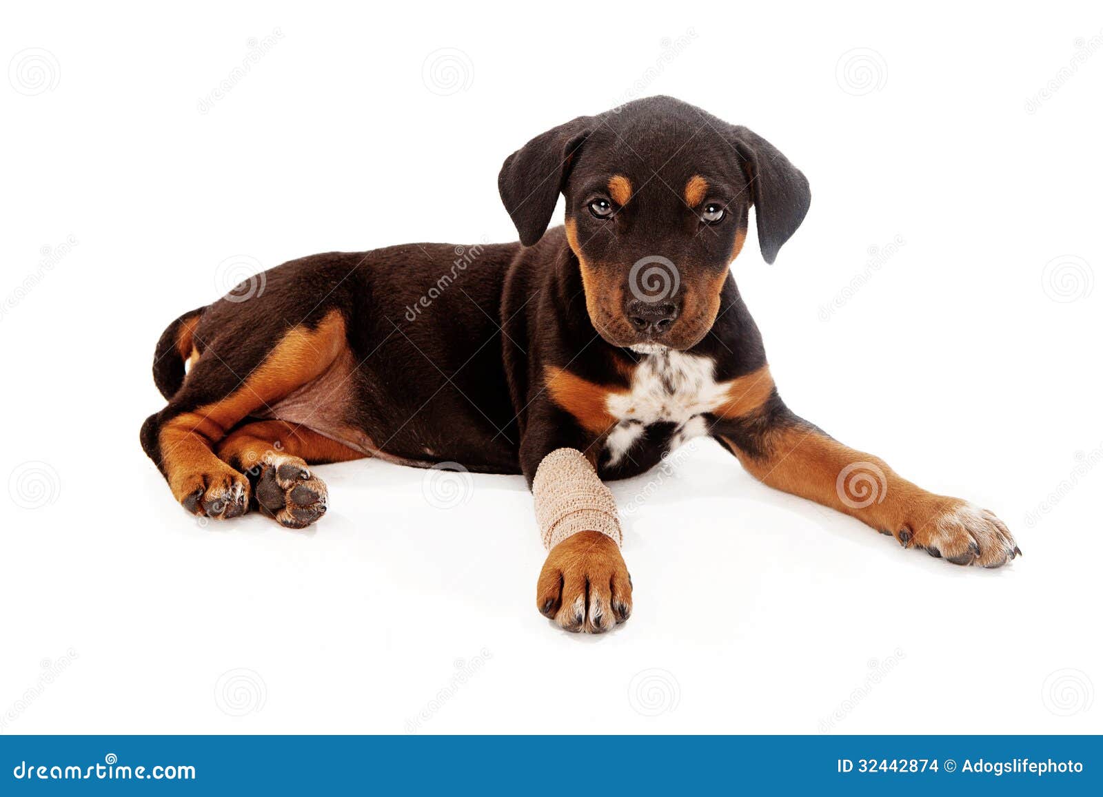 Welpe, Der Mit Verletzung Legt Stockfoto Bild von schätzchen