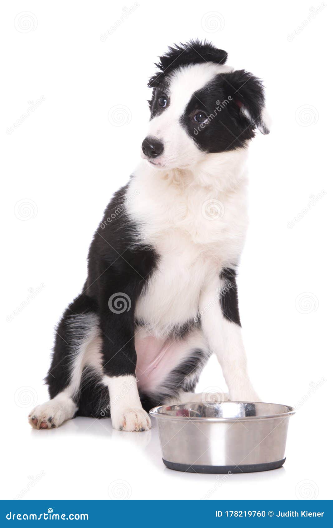 Cute Border Collie Puppy With A Food Bowl Stock Photo