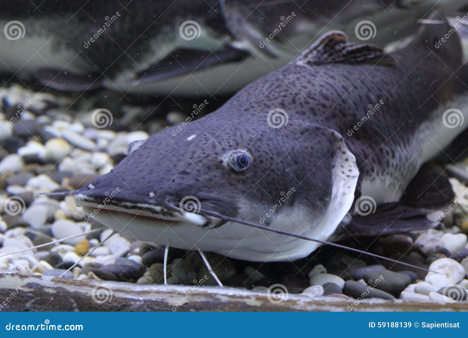 Wels catfish stock image. Image of close, catfish, aquarium 59188139
