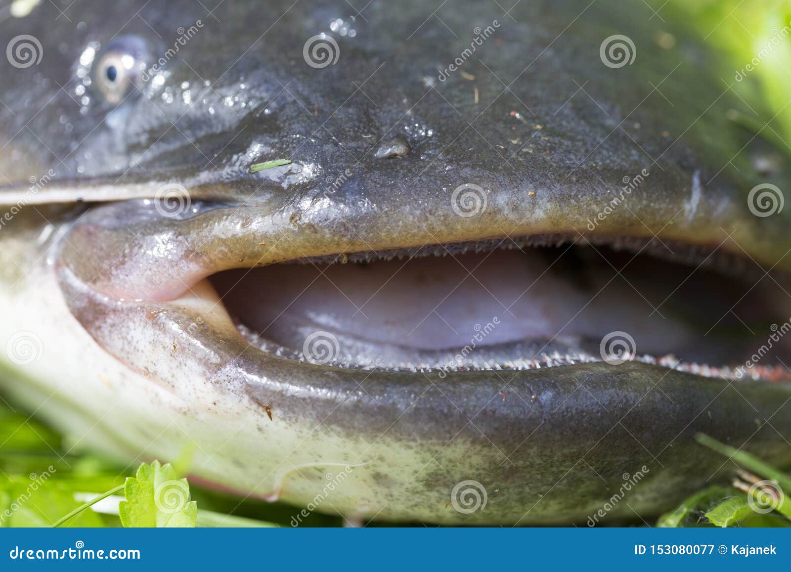 Wels Catfish â€“ Silurus Glanis â€“ in Detail Stock Image - Image