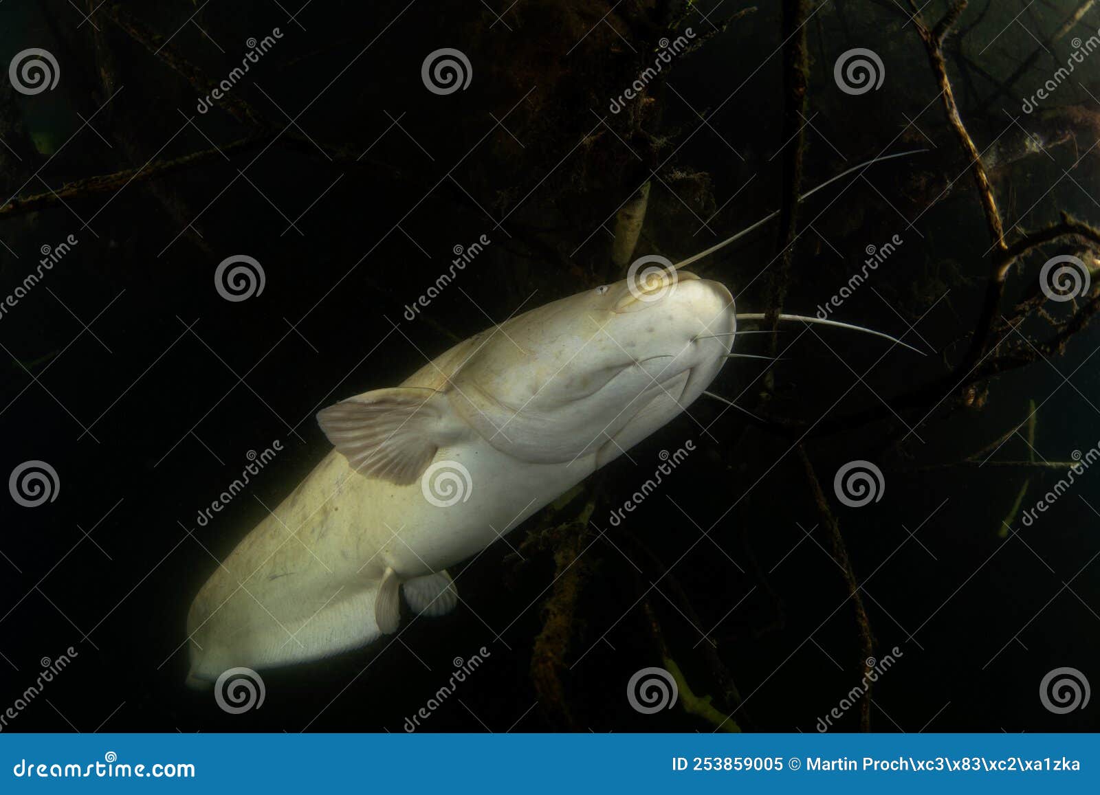 Wels Catfish, Silurus Glanis, Sheatfish Stock Image - Image of