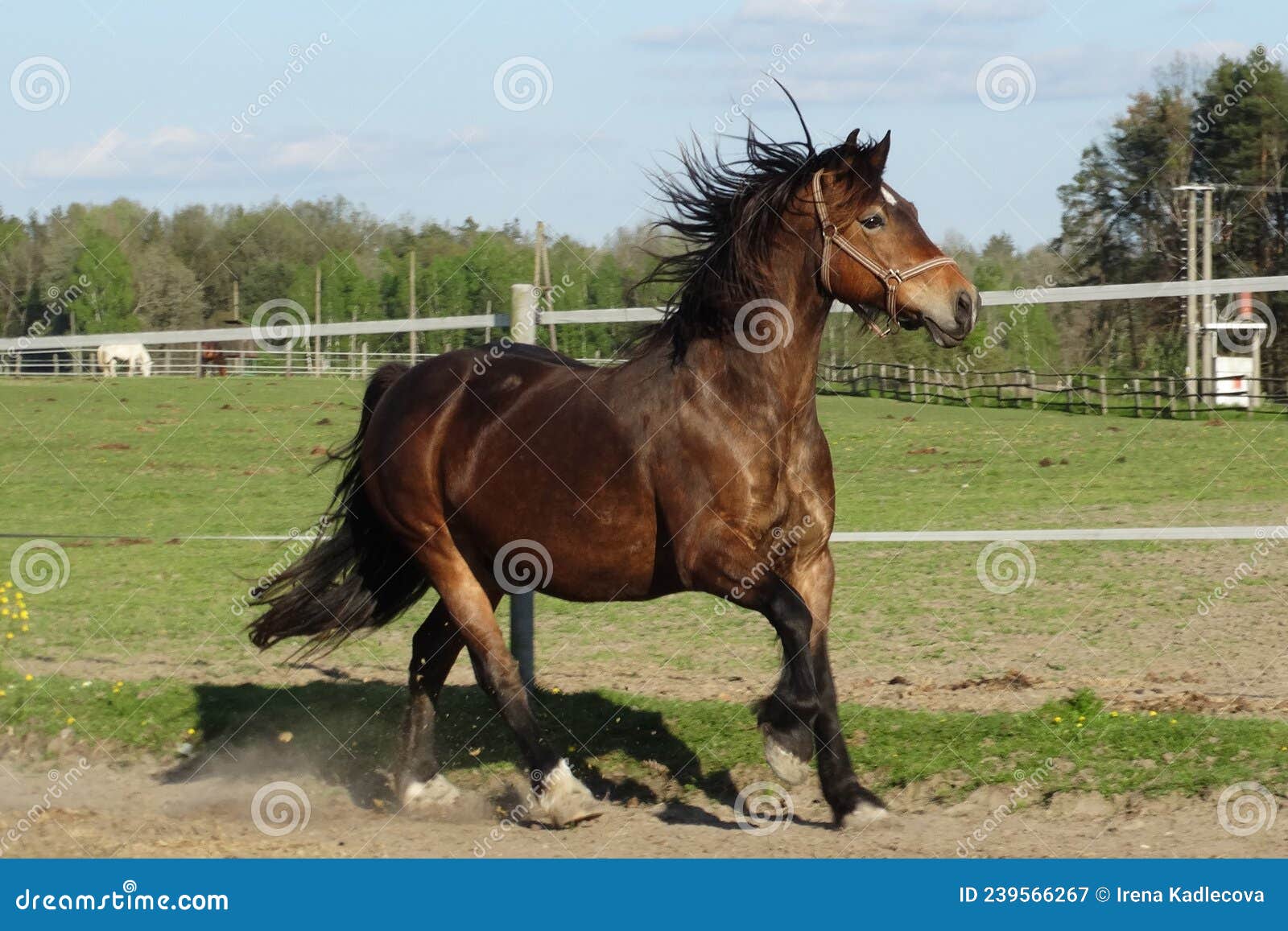 Welsh Cob Canter in the Fields Stock Image Image of cantering