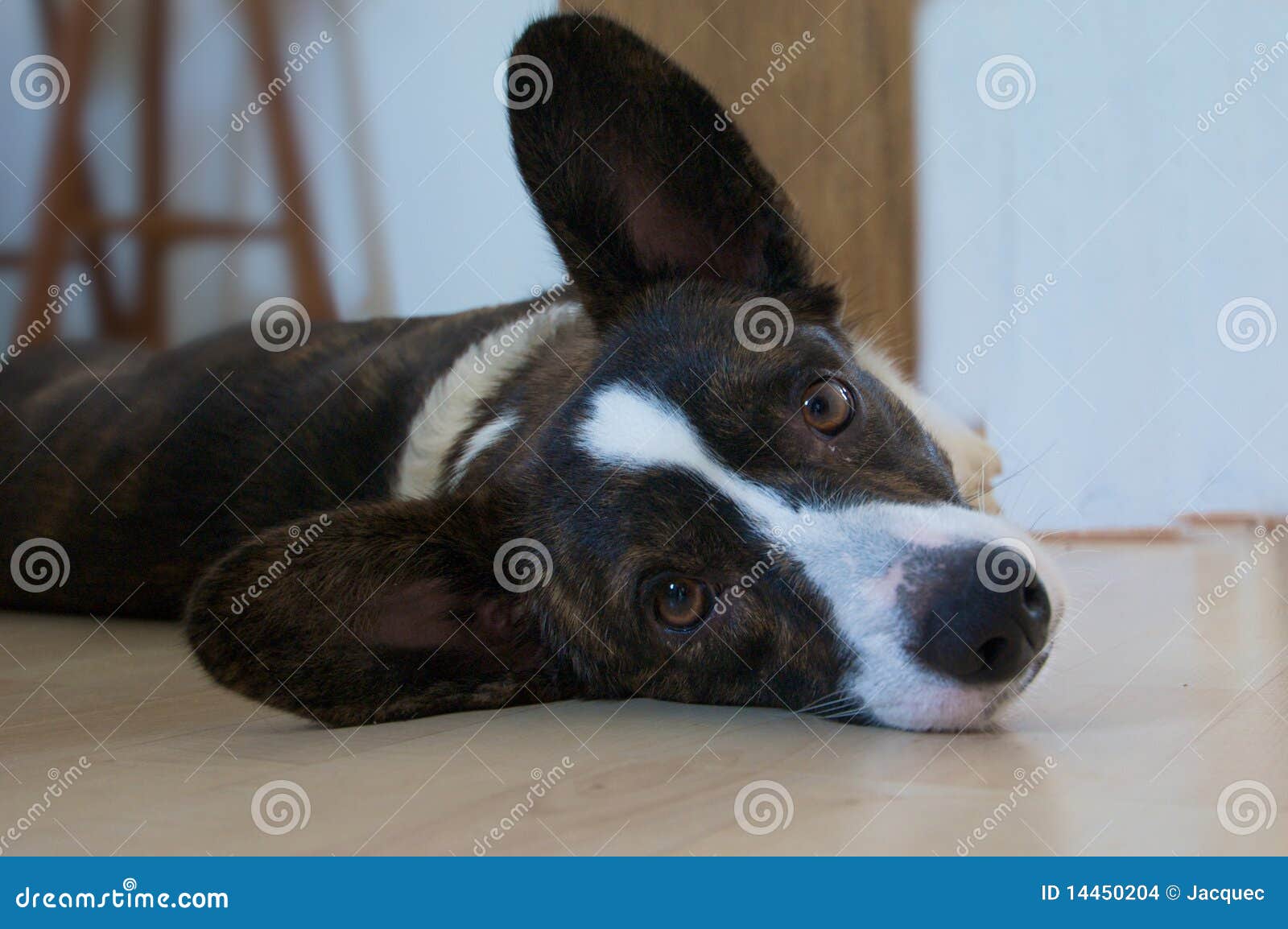 welsh corgi cardigan