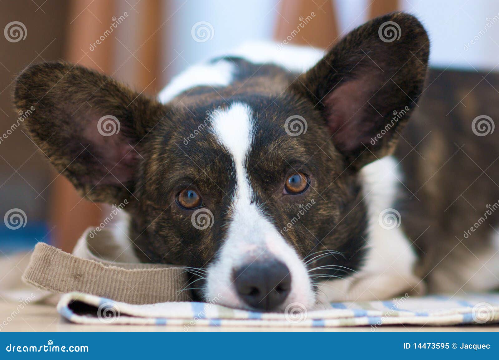 welsh corgi cardigan