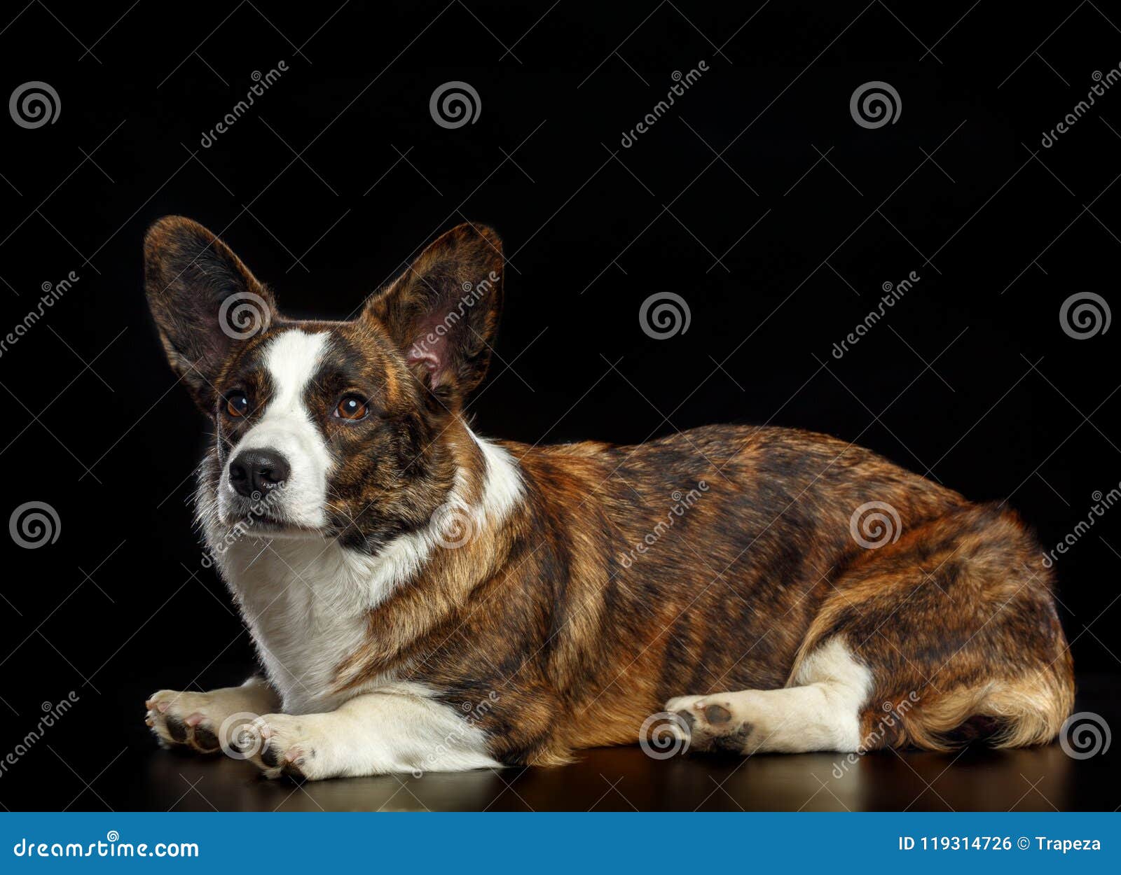 Welsh Corgi Cardigan Dog Isolated On Black Background Stock Photo Image Of Friend Small 119314726