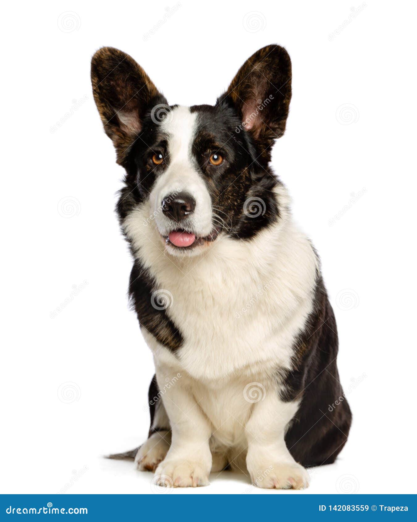 Welsh Corgi Cardigan Dog Isolated On Black Background Stock Image Image Of Happy Beautiful 142083559