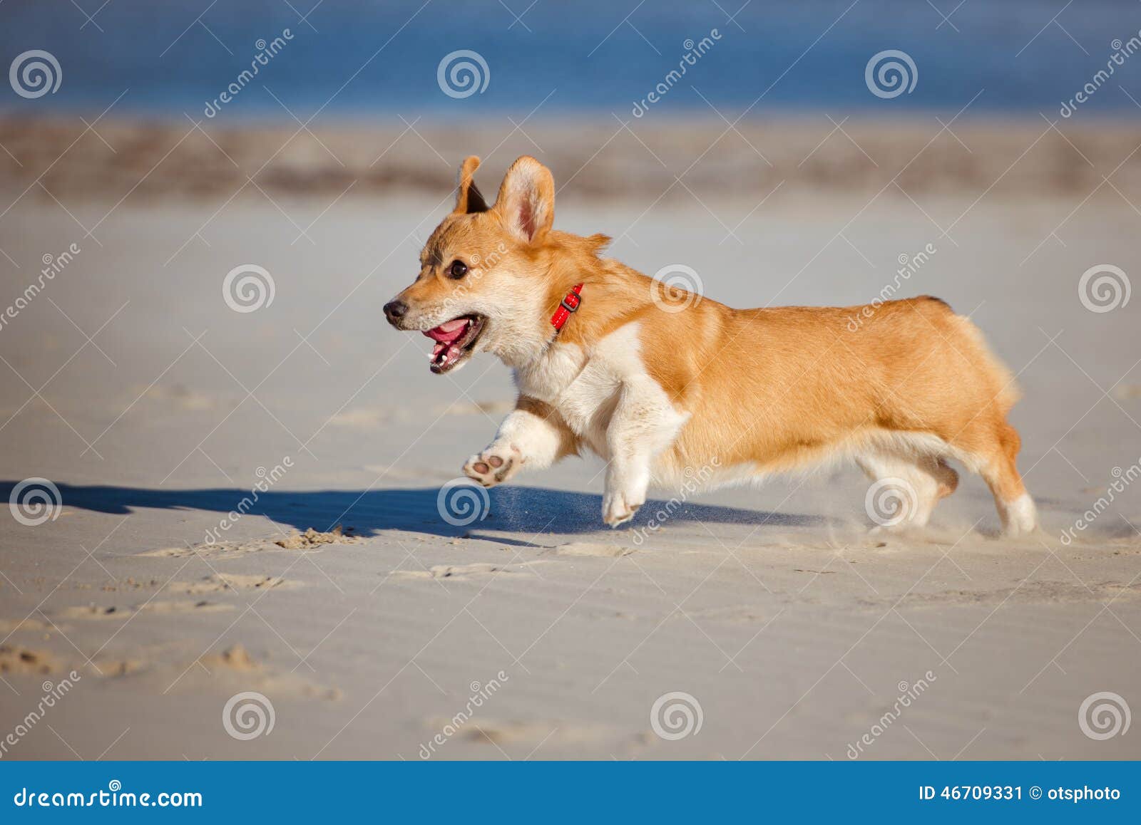 Welsh Corgi Cardigan Dog Running on a Beach Stock Image - Image of ...