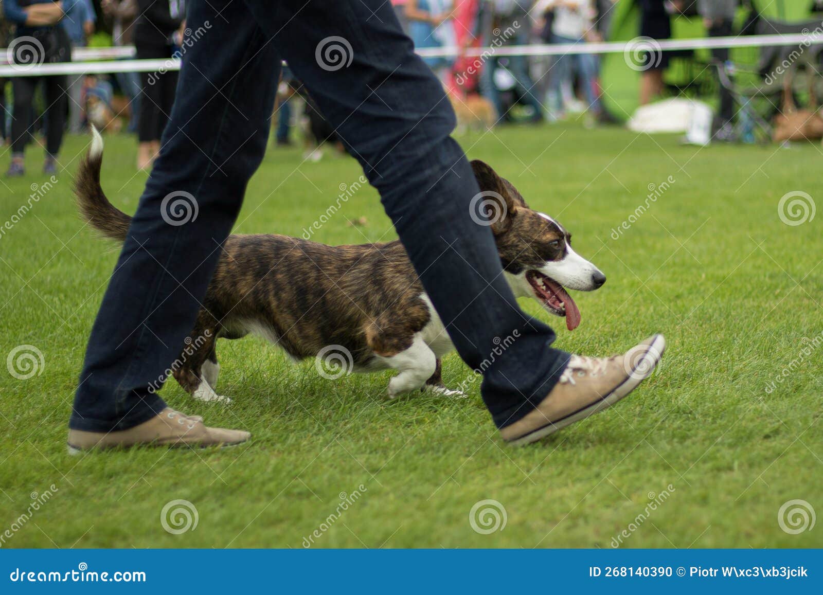 Red Welsh Pembroke Slalom With Several Vertical Sticks