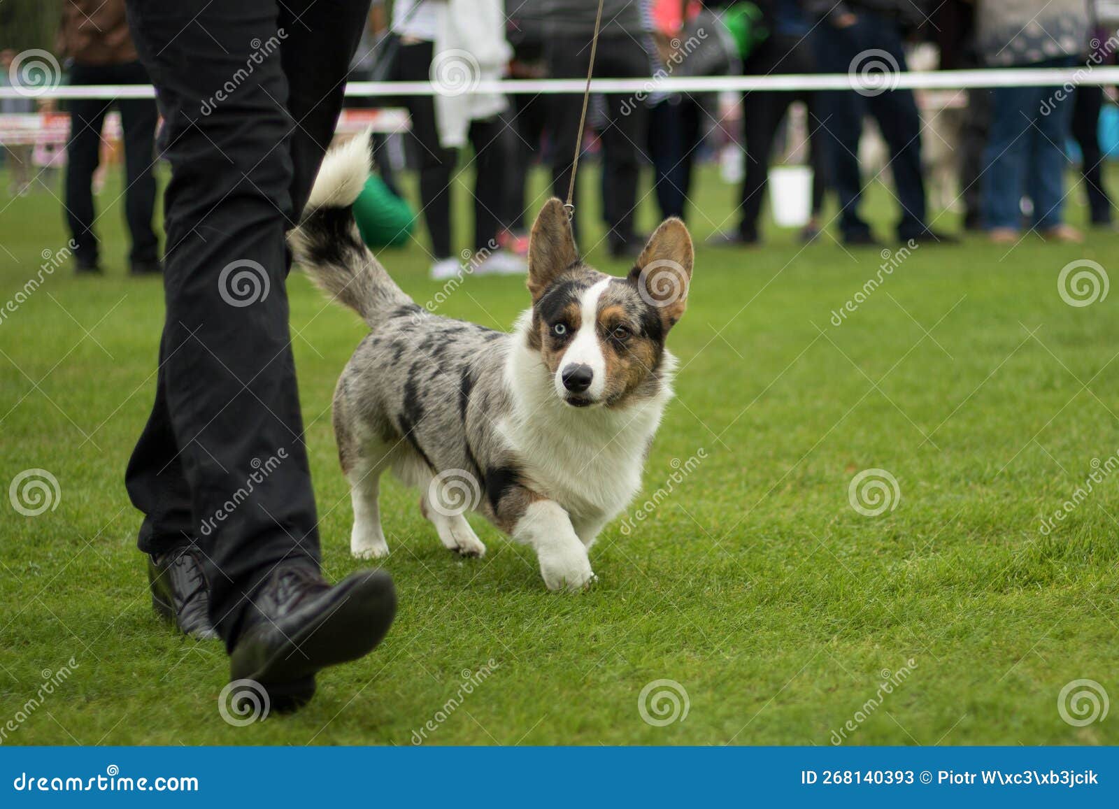 Red Welsh Pembroke Slalom With Several Vertical Sticks