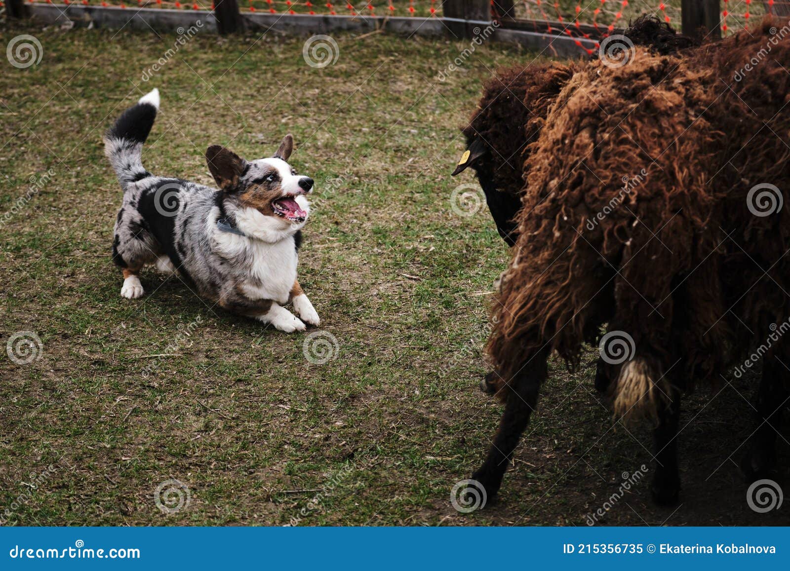 welsh corgi cardigan blue merle grazing sheep. sports standard for dogs on the presence of herding instinct. a beautiful and