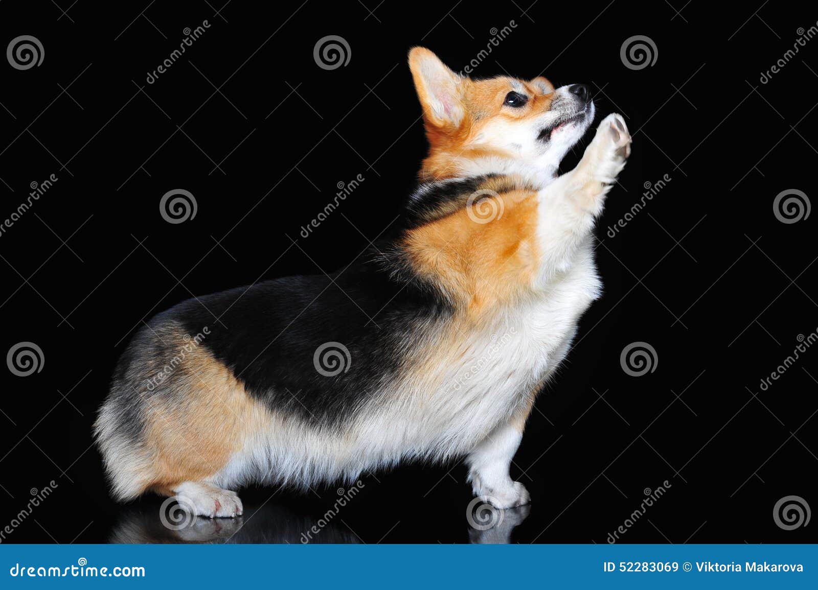 Welsh Pembroke Performs Tricks, Isolated on Black Stock Image Image of trick, isolated