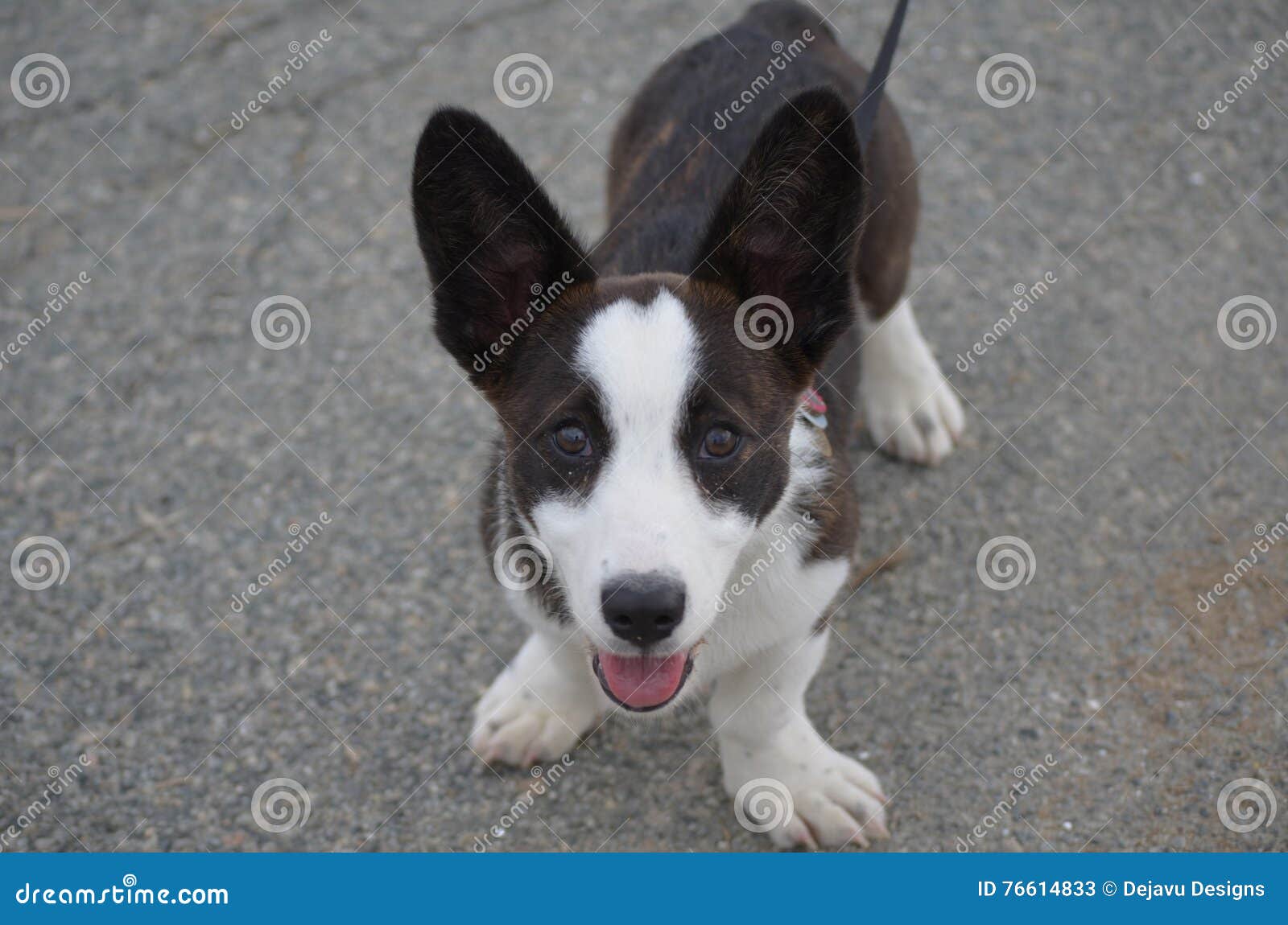 Welsh Puppy on Leash stock image. Image of puppy 76614833
