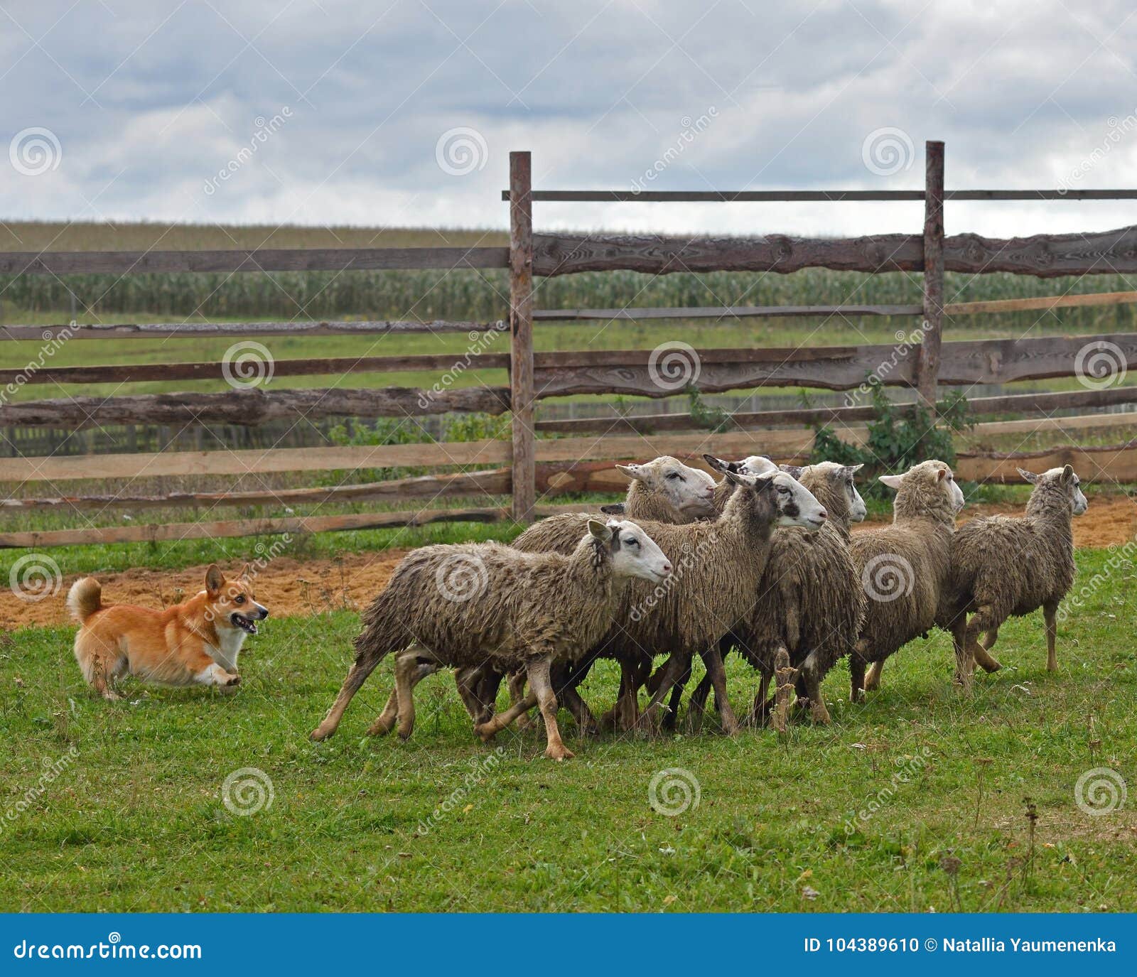 welsh corgi sheepherding group of sheep