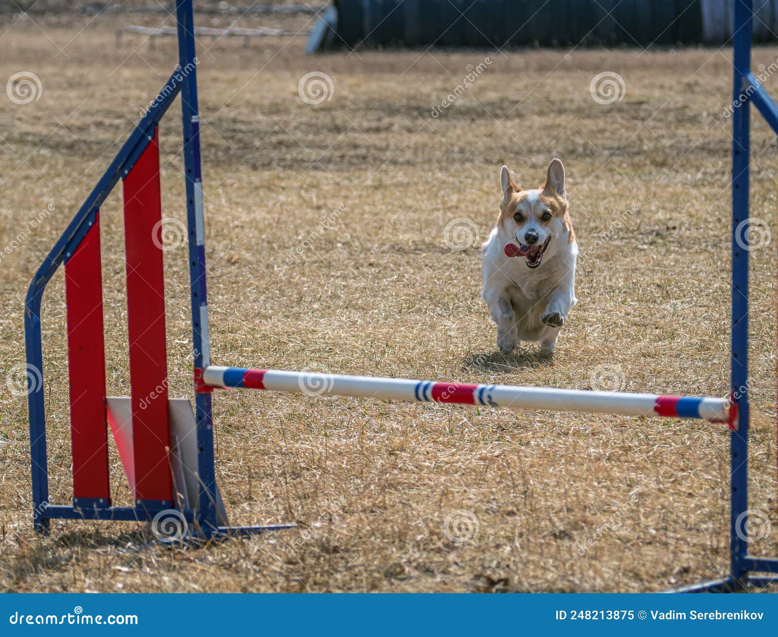 Welsh is Taking Part in an Agility Competition Stock Image