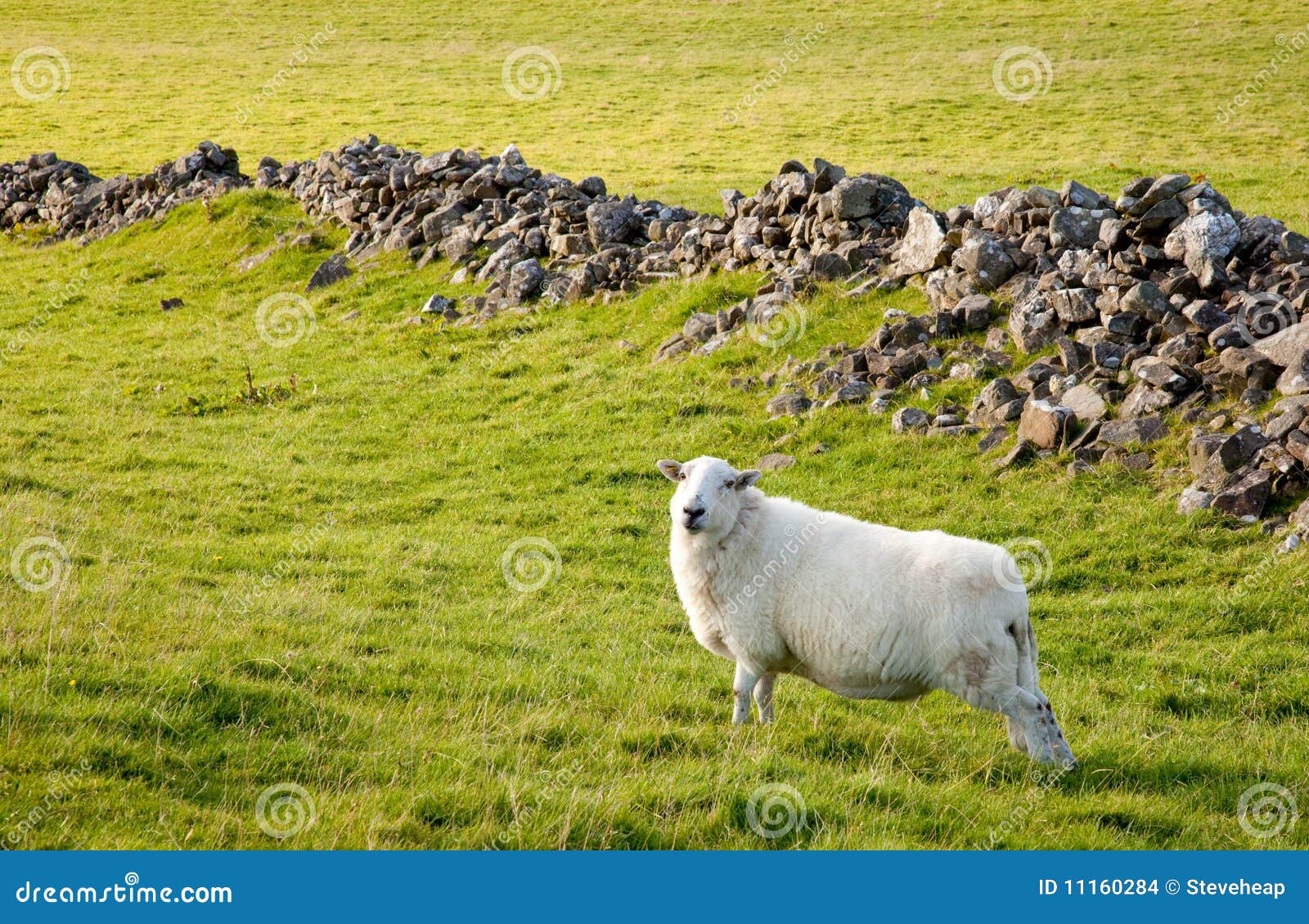 Welsh lamb in verdant meadow. Close of of welsh hill sheep in meadow