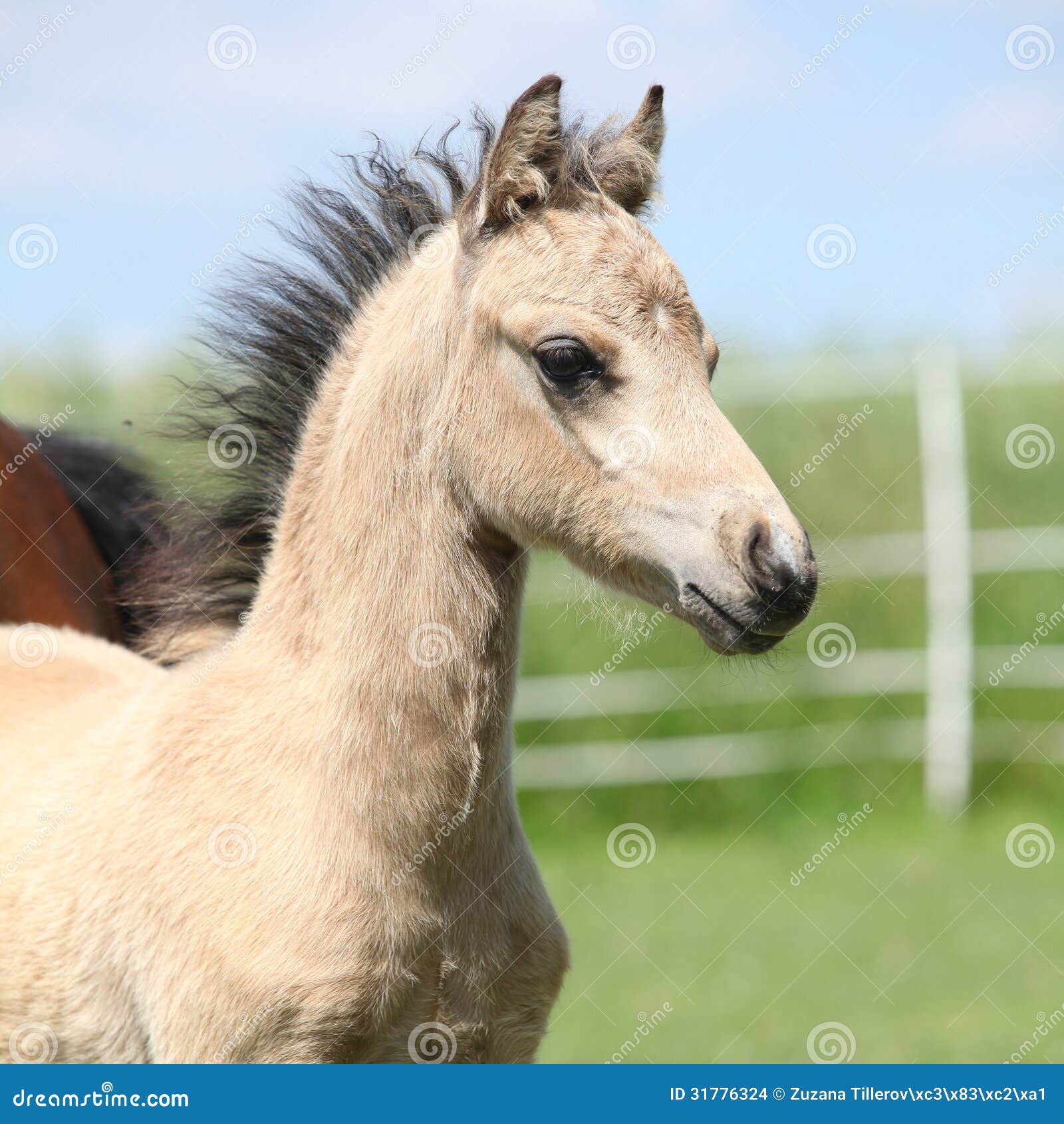 Welsh mountain pony foal stock photo. Image of portrait 31776324