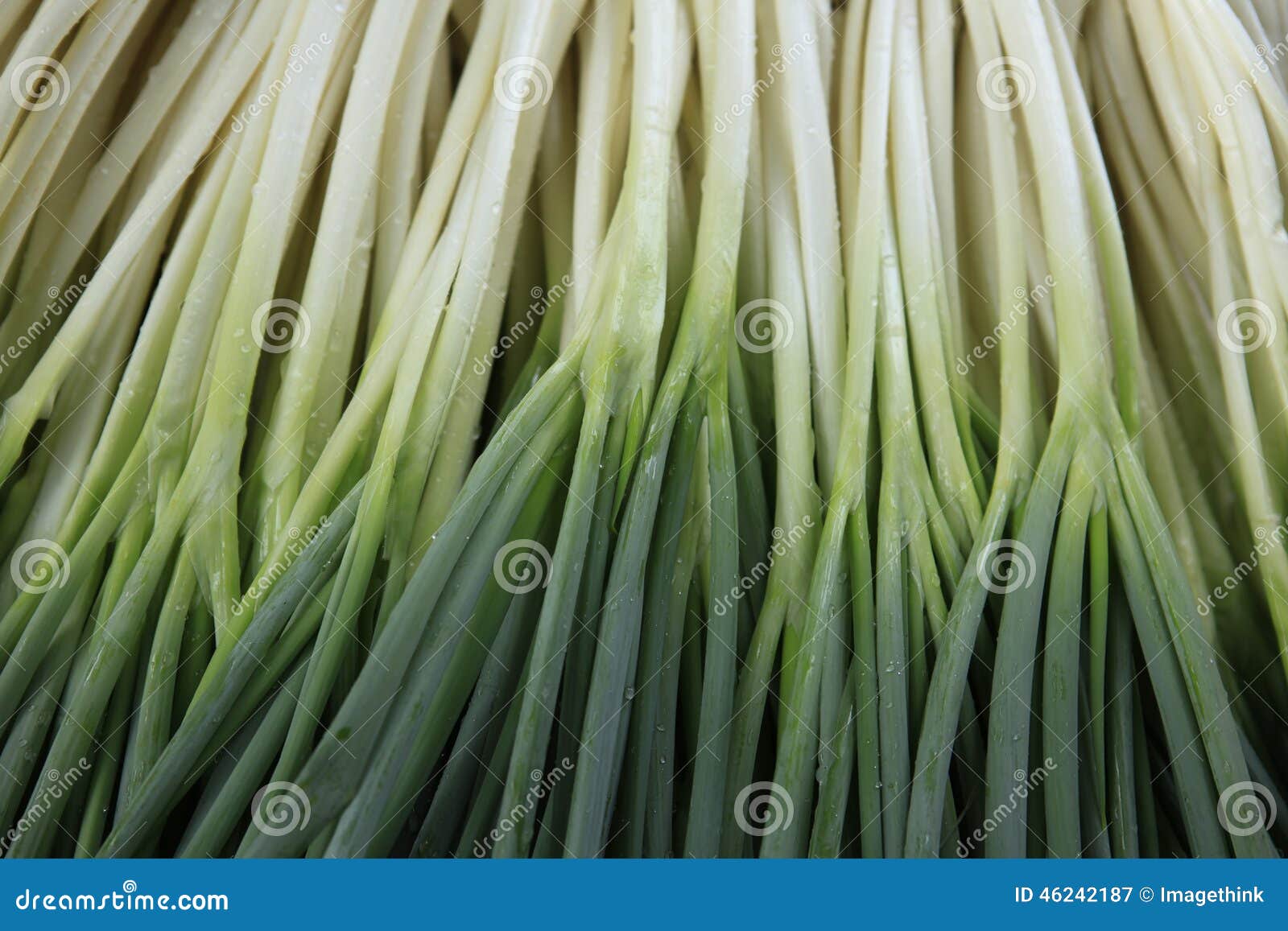 welsh onion in the field , liliaceae