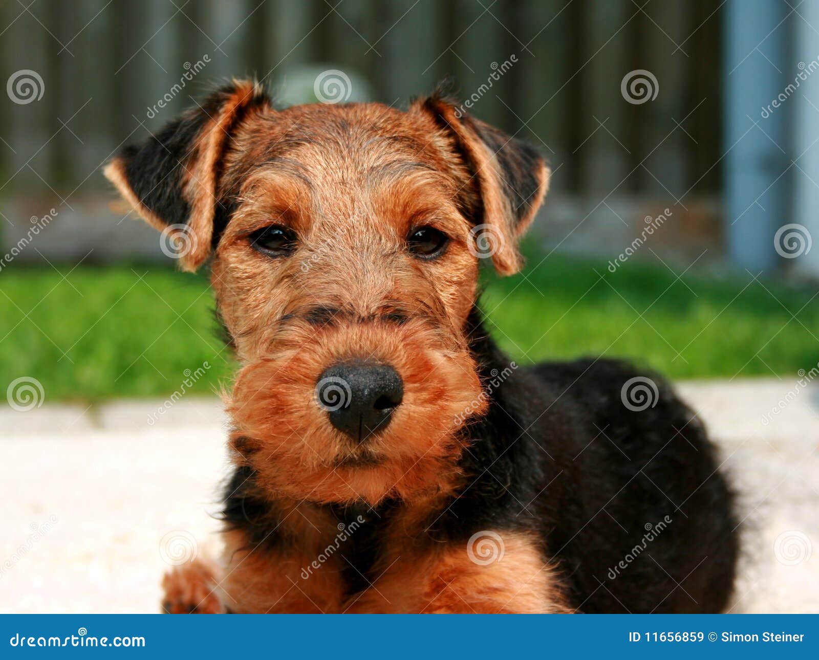 Welsh Terrier Asta stock image. Image of rest, love, pedigree 11656859
