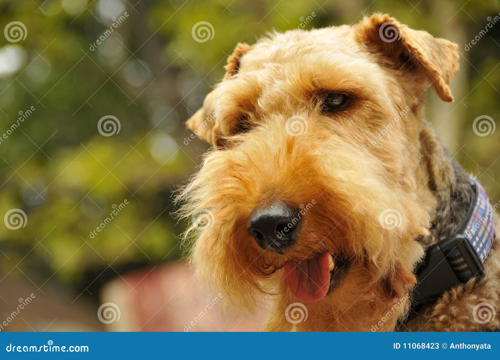 welsh terrier canine
