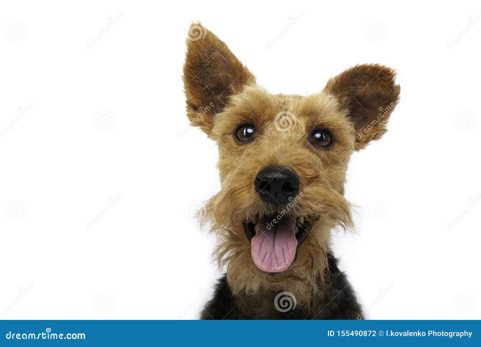 welsh terrier dog is smiling on white background