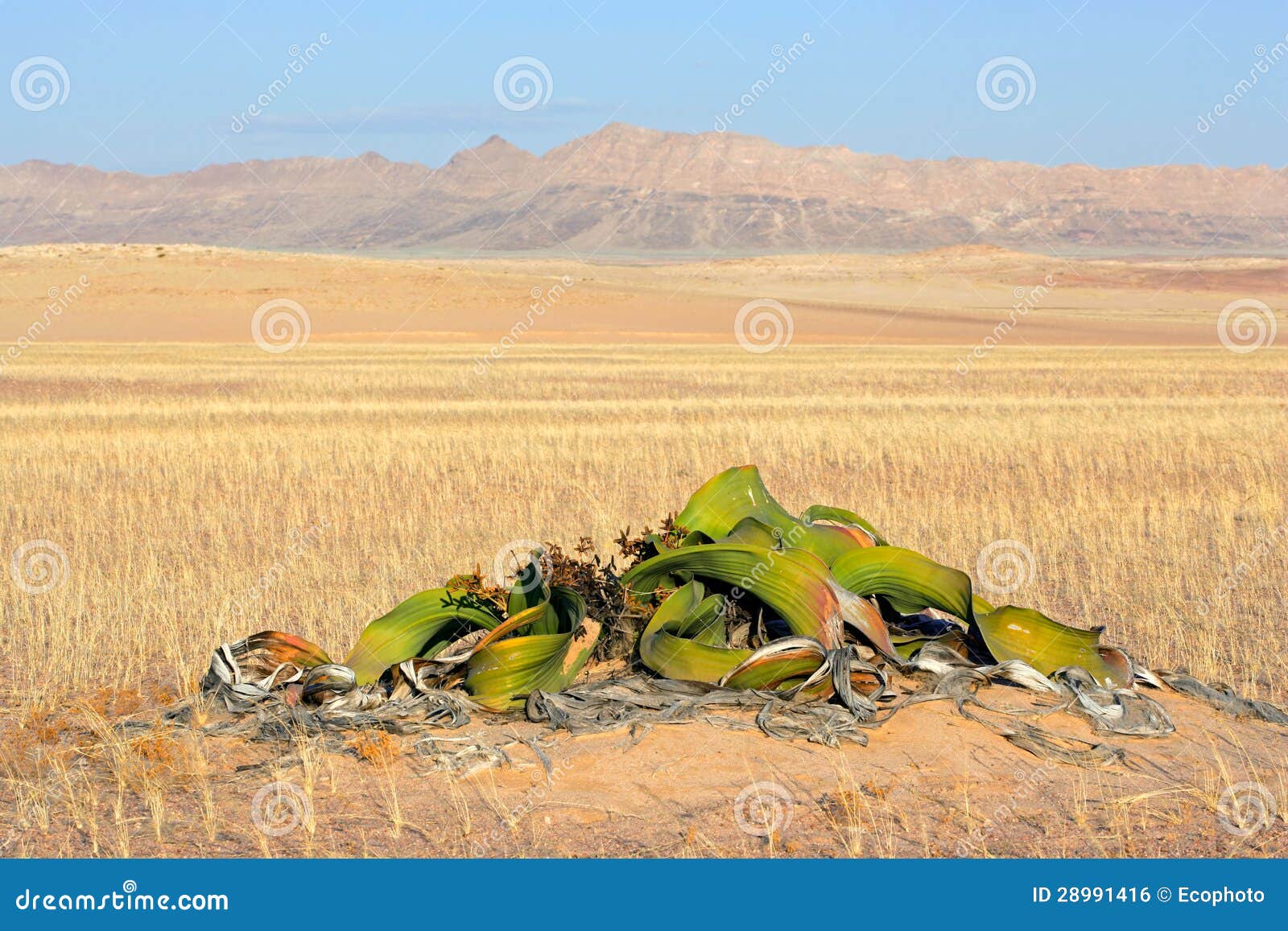 Welwitschia, Namibische Wüste Stockfoto Bild von draussen, ökologie