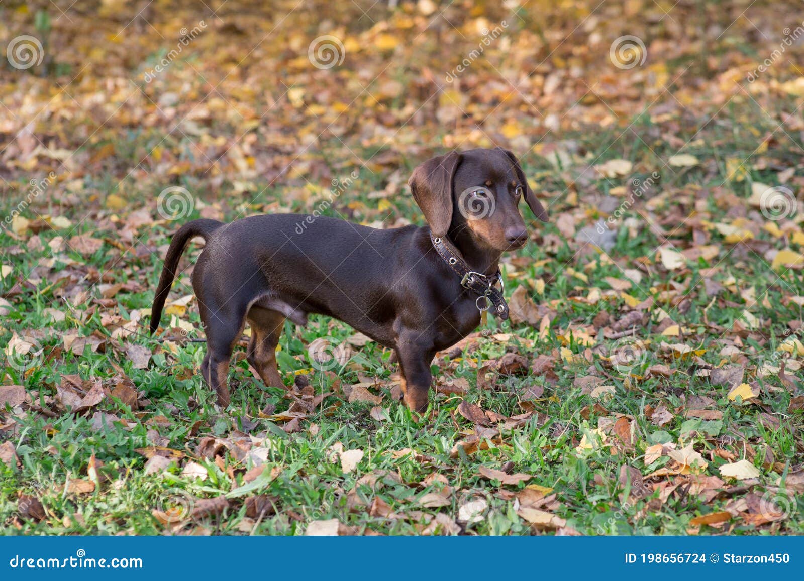 Wenig Dachshundwelpe Steht Im Herbstpark Hund Des Wiener Wurstchens Oder Wursthund Heimtiere Stockfoto Bild Von Hund Park 198656724