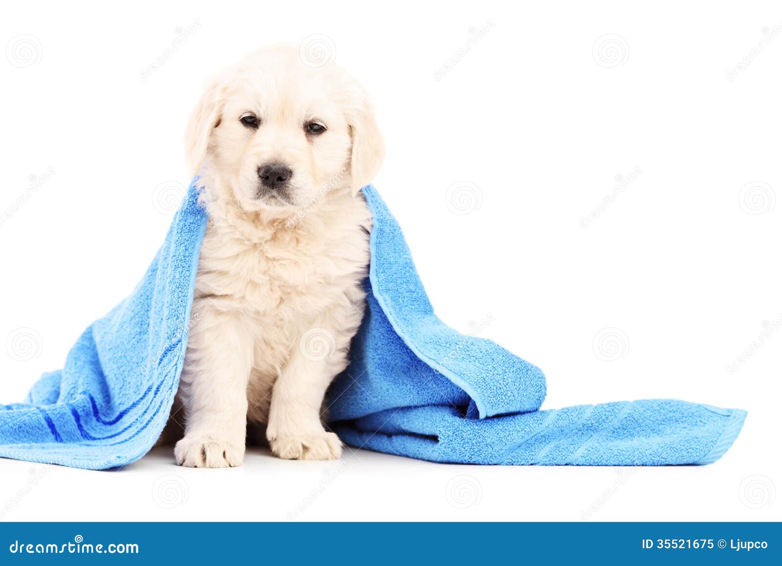 Wenig Labrador RetrieverHund Bedeckt Mit Blauem Tuch Stockbild Bild