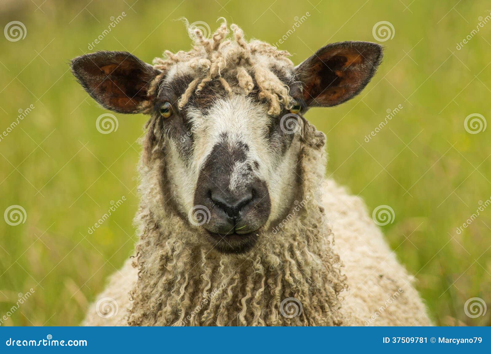 wensleydale ewe portrait