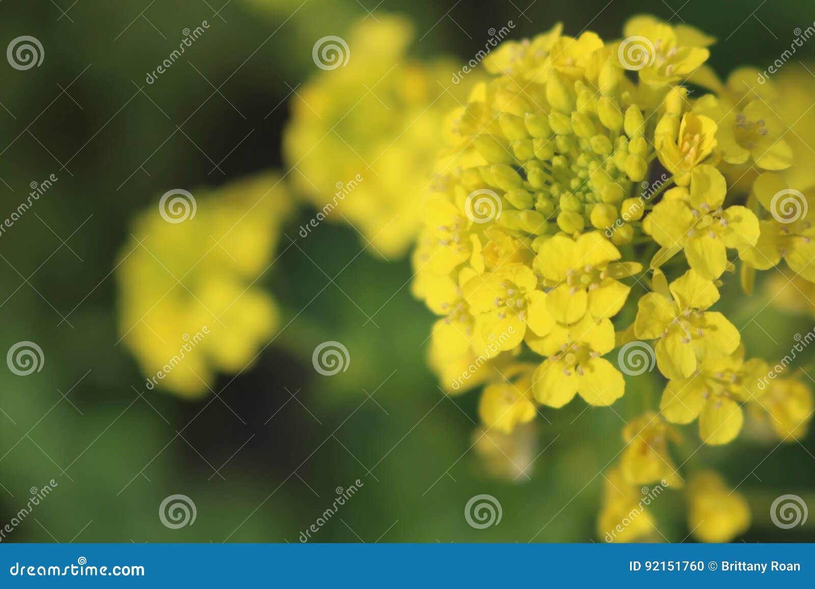 And they were all yellow stock photo. Image of yellow 92151760
